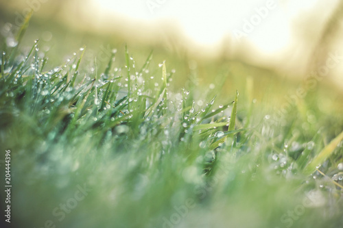 Grass Sprinkled With Water