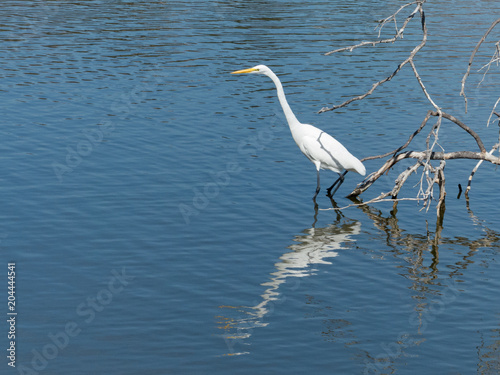 Great egret looking for fish
