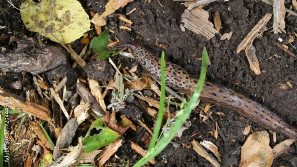 Large roadside leopard slug Limax maximus is about to eat the berry. Top view, medium shot, outdoors, natural light, summer, a warm time of the year. Rare animals Large roadside leopard slug Limax maximus is about to eat the berry. Top view, medium shot, outdoors, natural light, summer, a warm time of the year. Rare animals