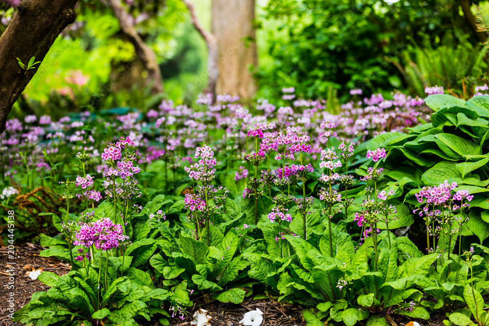 Obraz premium Colorful garden