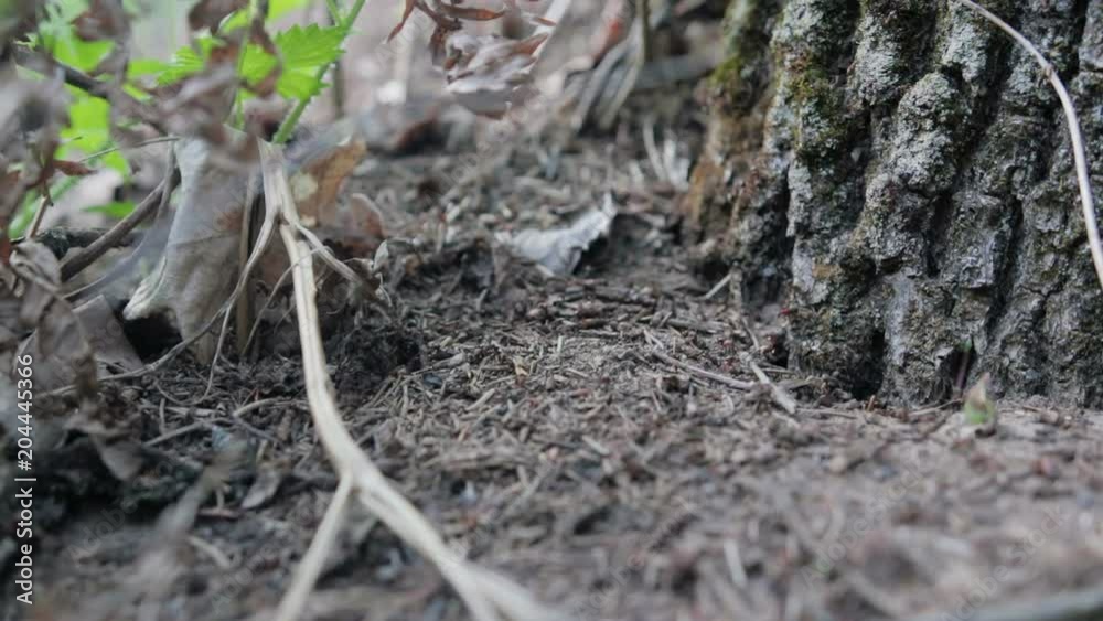 Many red ants crawling on the ground near the tree. Forest insects are working. Formica Rufa. Timelapse Many red ants crawling on the ground near the tree. Forest insects are working. Formica Rufa. Timelapse