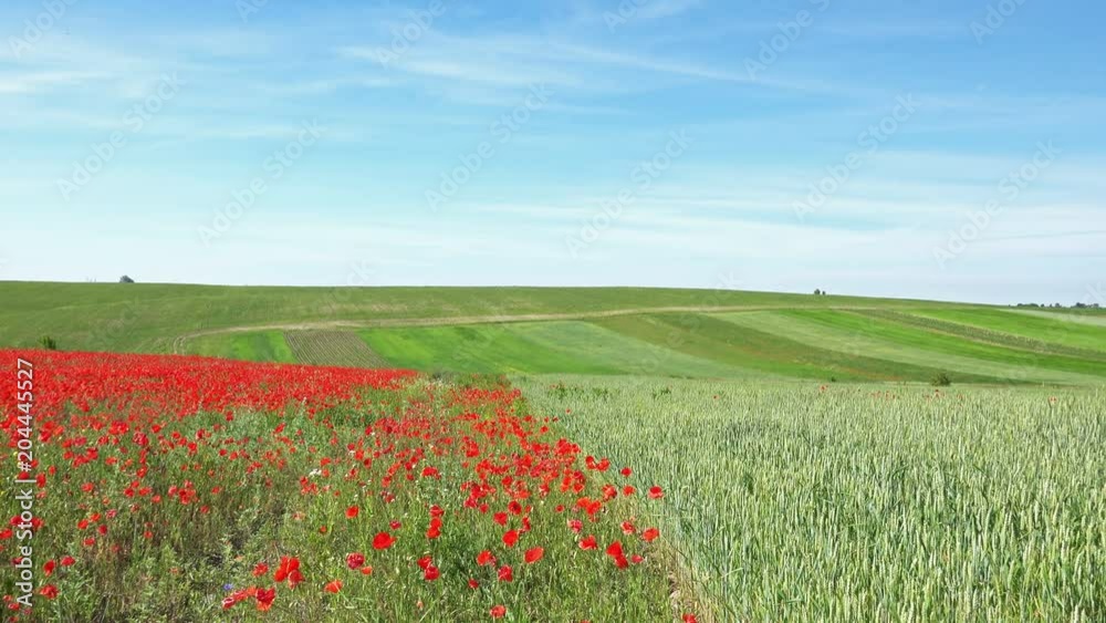 Amazing Landscape of the Red Poppies Flowers in the Field. 4K Ultra HD 3840x2160 Video Clip Amazing Landscape of the Red Poppies Flowers in the Field. 4K Ultra HD 3840x2160 Video Clip
