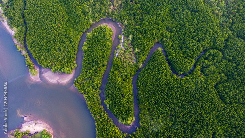 Aerial view Mangrove forest and canal through the forest.