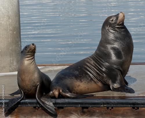 sea lions checking each other out
