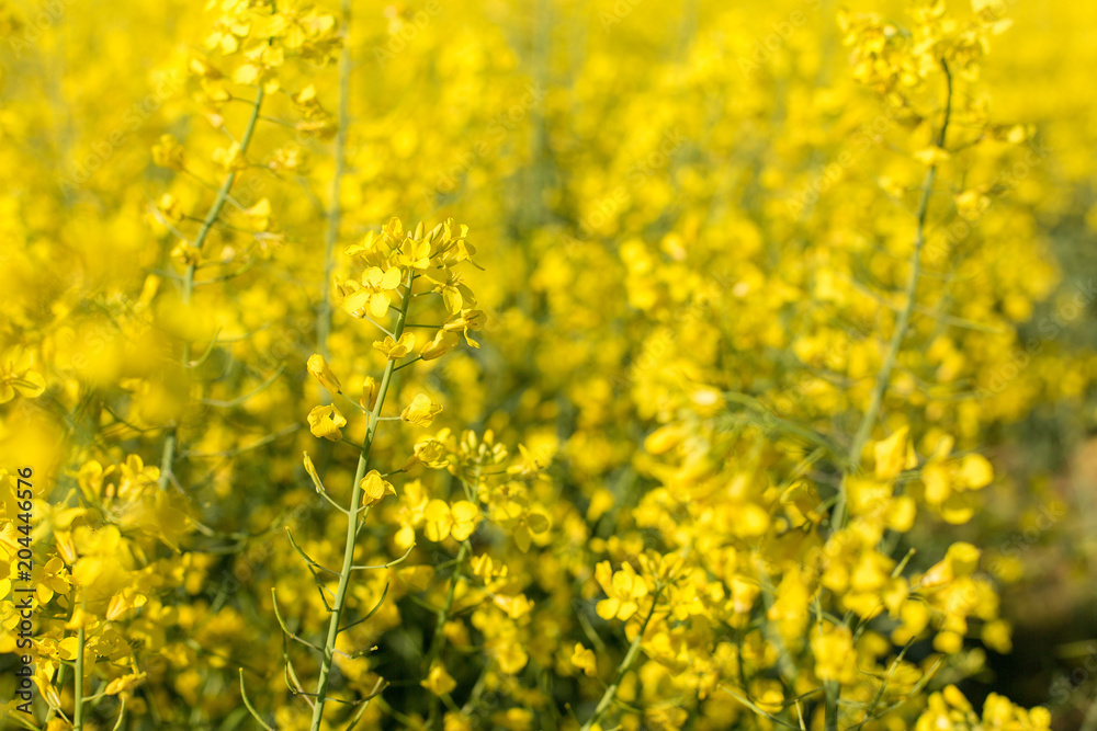 Obraz premium rapeseed field biofuels summer