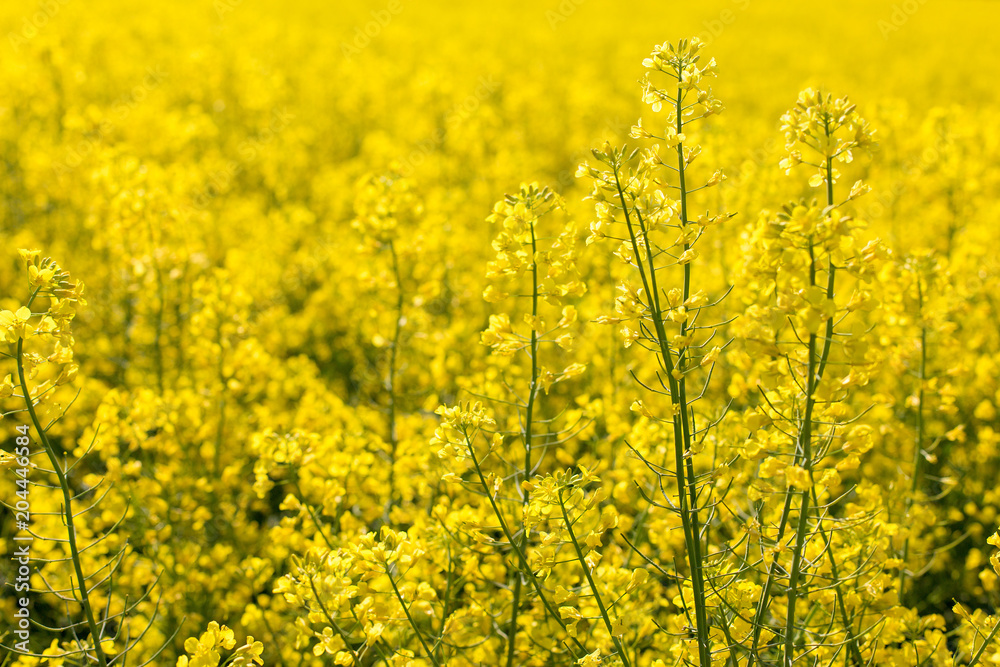 rapeseed field biofuels summer