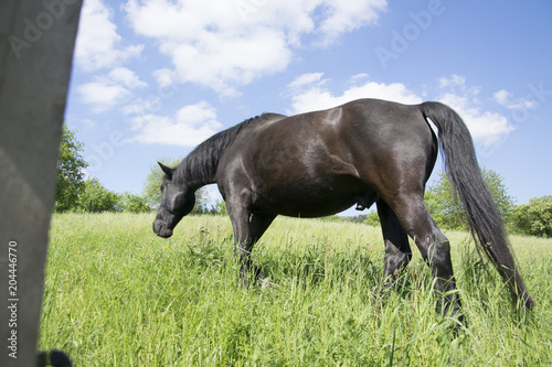 Black stallion eating grass
