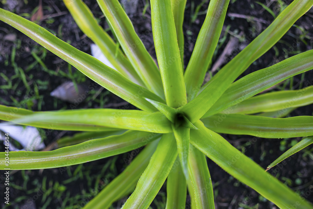 Pineapple plant with young leaves. Pineapple on ground top view photo. Pineapple leaves on black soil Pineapple plant with young leaves. Pineapple on ground top view photo. Pineapple leaves on black soil