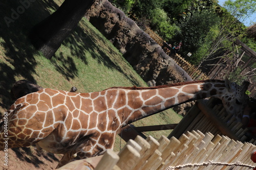 Photography happy giraffe