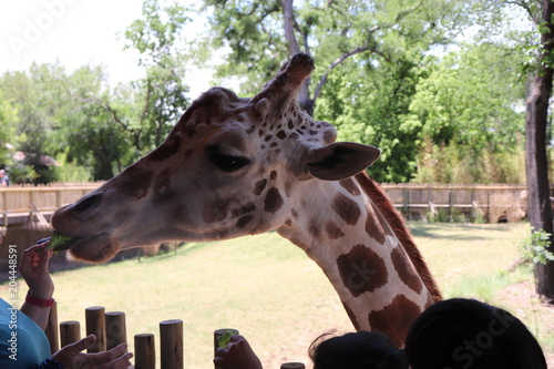 Canvas Print happy giraffe
