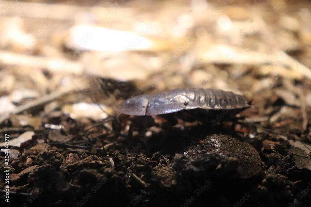 beetle beetle