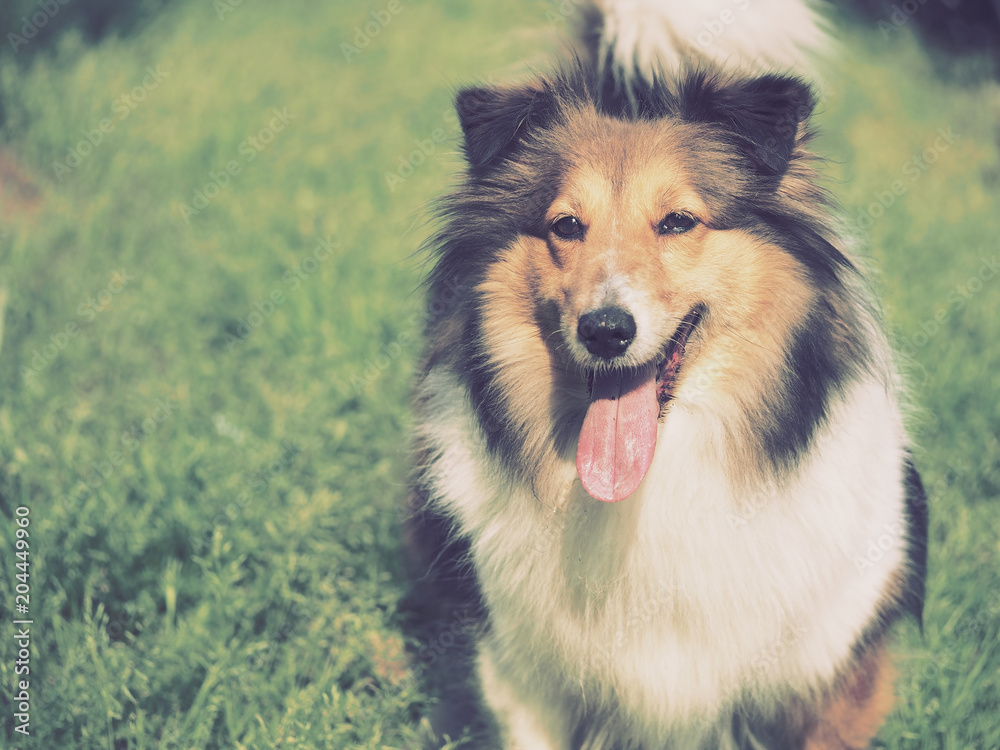 Dog, Shetland sheepdog, collie, standing on grass field, mouth open looks like smiling, vintage mode. Dog, Shetland sheepdog, collie, standing on grass field, mouth open looks like smiling, vintage mode.