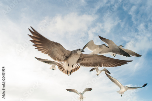 gaviotas holbox