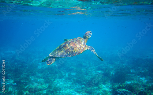 Sea turtle in turquoise blue water. Green sea turtle closeup. Wildlife of tropical coral reef.