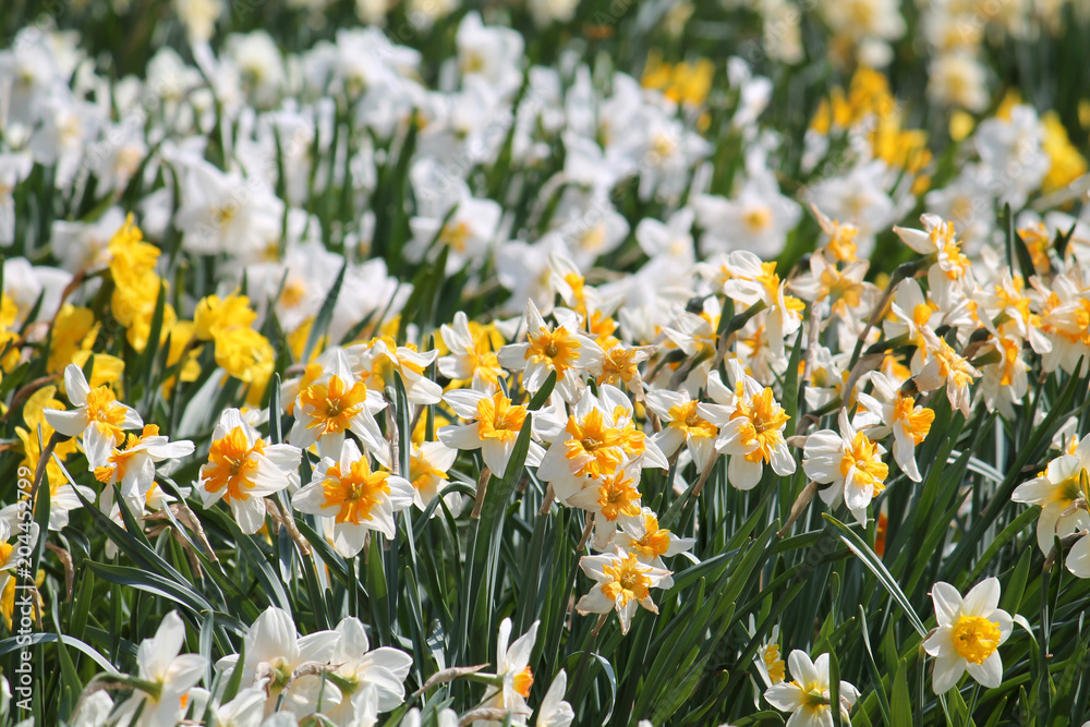 Large collection of different cultivars of daffodils during the mass flowering in early spring Large collection of different cultivars of daffodils during the mass flowering in early spring