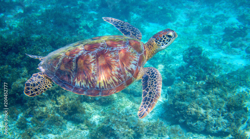 Sea turtle in tropical lagoon. Green sea turtle closeup. Wildlife of tropical coral reef. © Elya.Q
