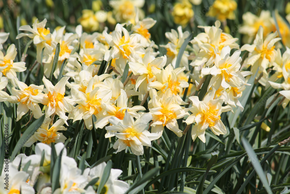 Large group of blooming white-yellow daffodils on flowerbed. Cultivars from Double Group Large group of blooming white-yellow daffodils on flowerbed. Cultivars from Double Group