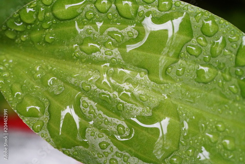 Wet Leaf
