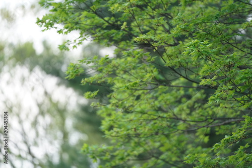 Abstract Trees