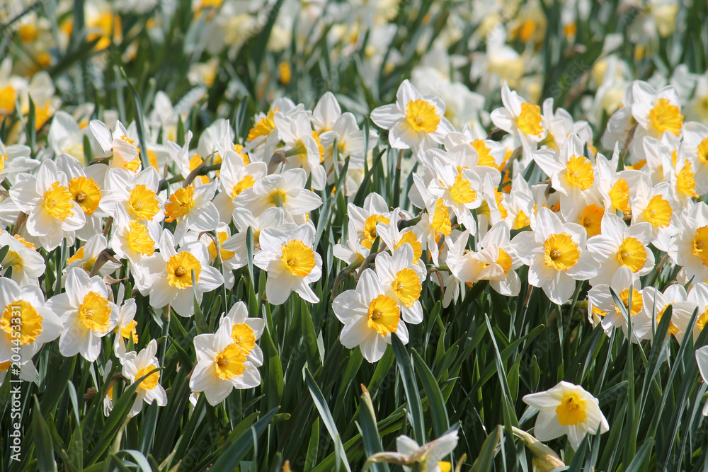Large group of blooming white daffodils on flowerbed. Cultivars from Large-cupped Group with white petals and central yellow corona Large group of blooming white daffodils on flowerbed. Cultivars from Large-cupped Group with white petals and central yellow corona