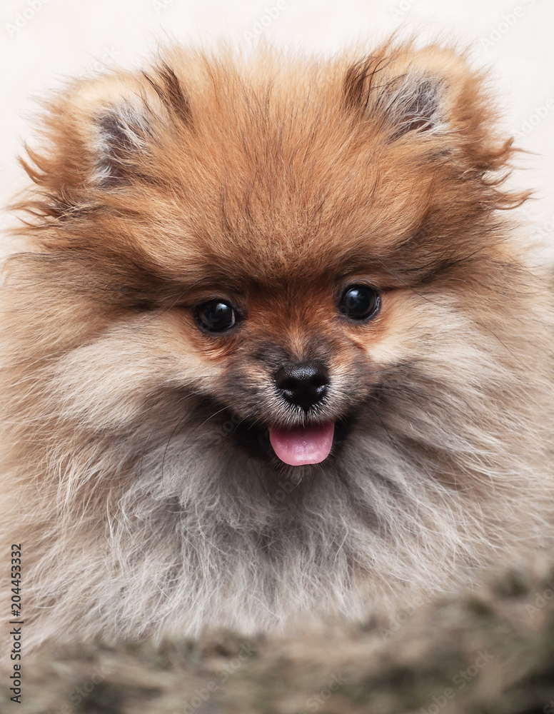 Portrait of a puppy of the Pomeranian spitz-dog Portrait of a puppy of the Pomeranian spitz-dog