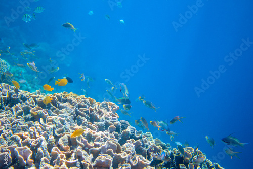 Coral reef wall with tropical fish. Warm blue sea view with clean water and sunlight.