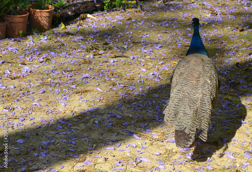 Beautiful peacock and violet flowers