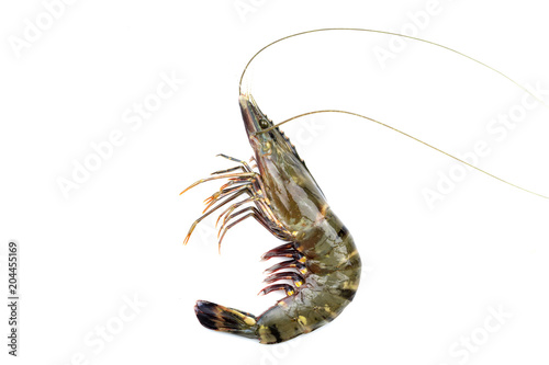 Bild auf Leinwand Black tiger shrimp on white background isolated with clipping path