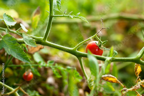 A small cherry tomato still attached to the plant at a home garden