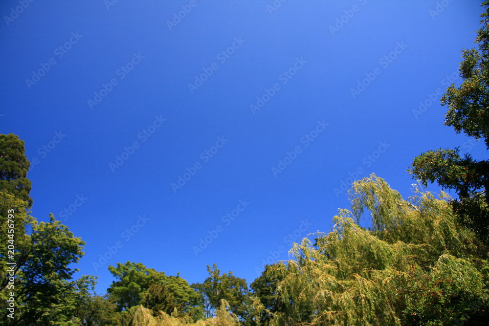 Fototapeta premium Blue Sky + Forest - Beacon Hill Park, Victoria, BC, Canada