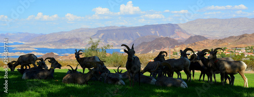 Beautiful landscape and antelope silhouette with lake view in Nevada Usa