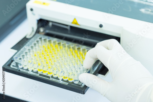 Scientist is putting ELISA plate to measure OD with micro plate reader	 photo