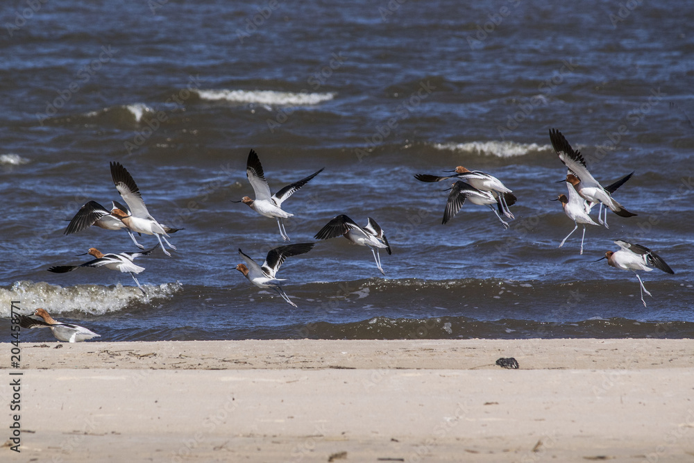 American Avocets American Avocets