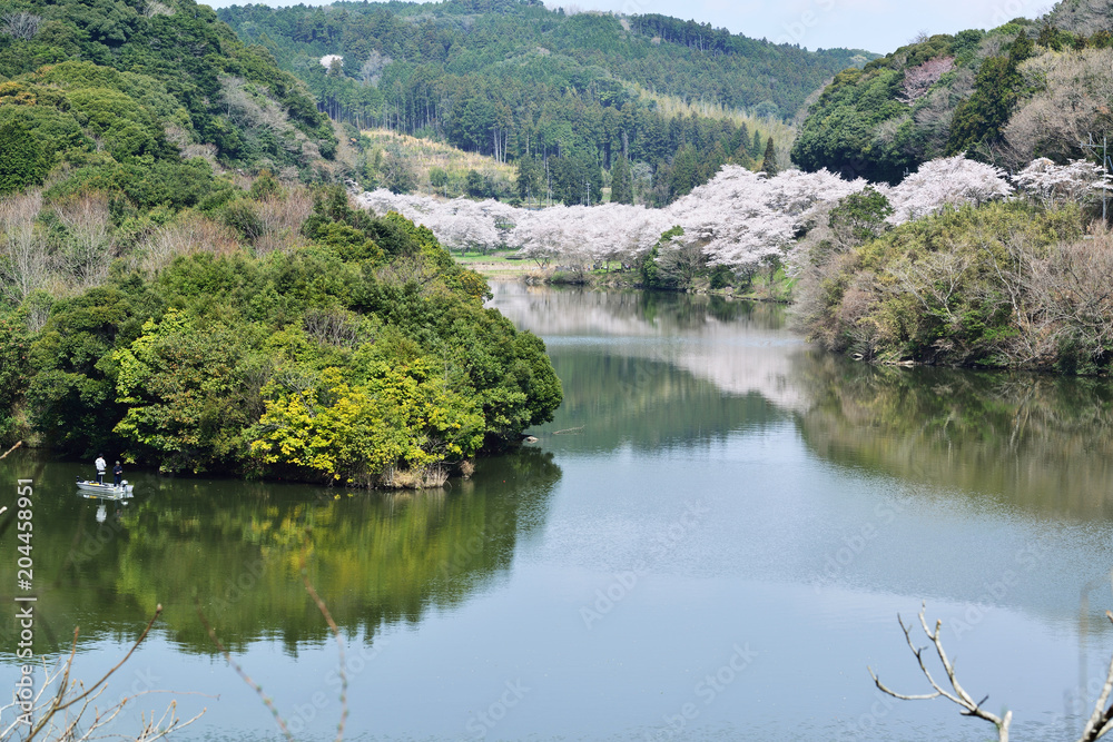 安岐ダムの桜　　　　