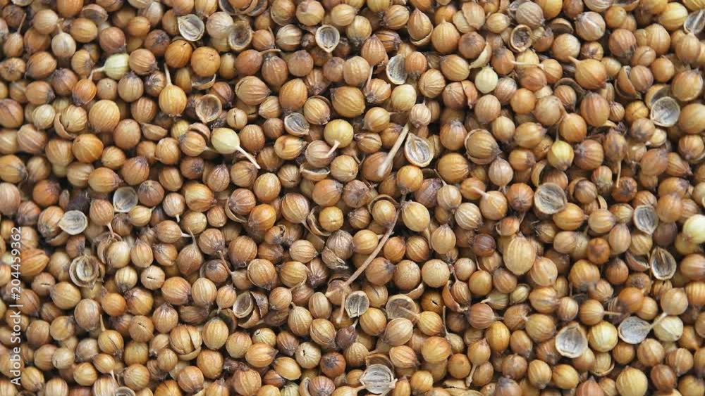 Coriander seeds rotation Coriander seeds rotation