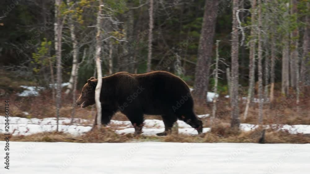 Female brown bear (Ursus arctos) foraging for food in the snow. Finland. Female brown bear (Ursus arctos) foraging for food in the snow. Finland.