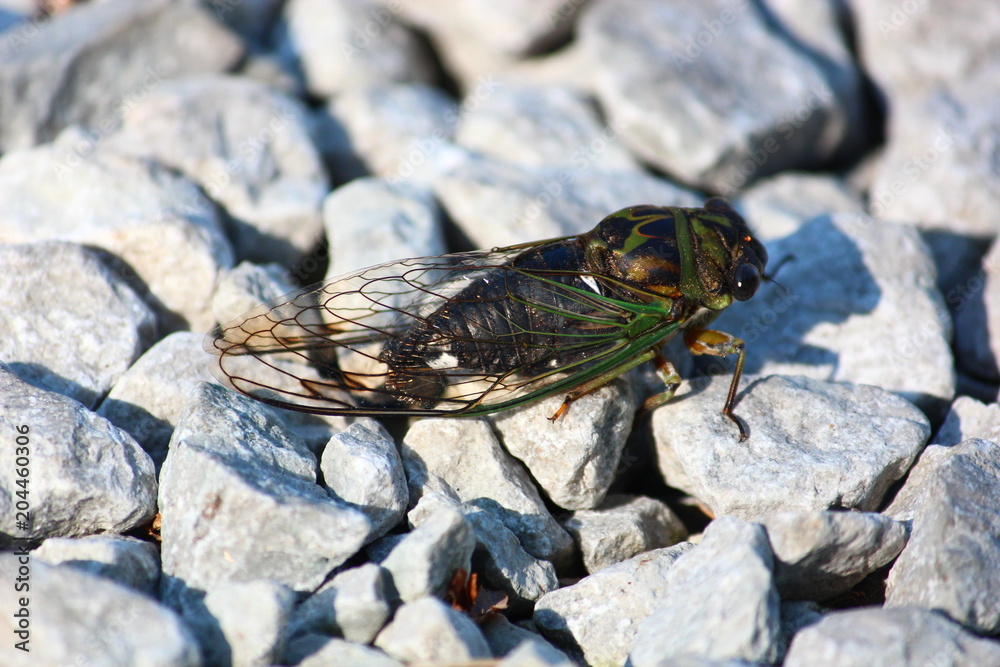 Obraz premium Cicada on the rocks