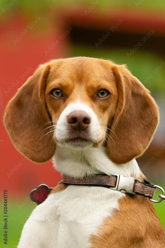 Beagle on a Leash