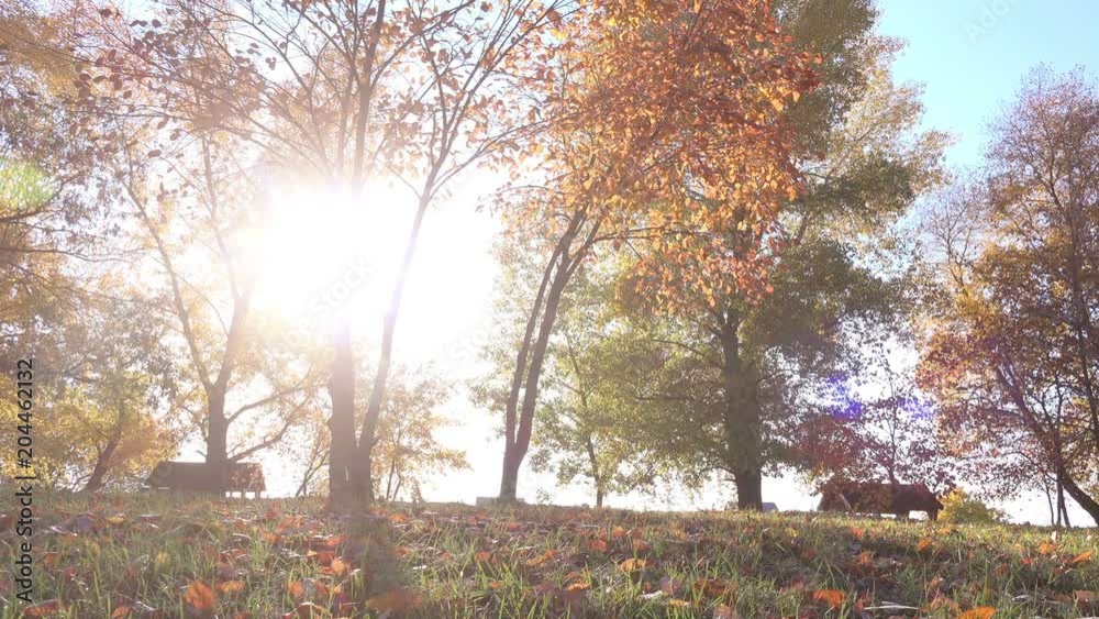 Golden Autumn Park With Sunshine and Falling Multicolored Leaves from the Trees Golden Autumn Park With Sunshine and Falling Multicolored Leaves from the Trees