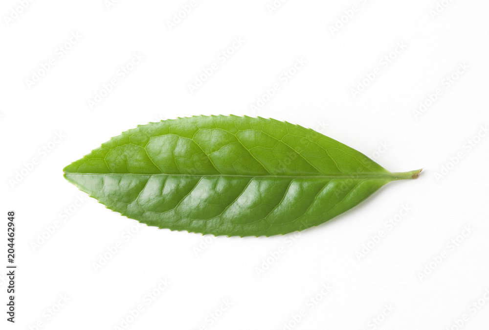 Obraz premium 茶葉の新芽