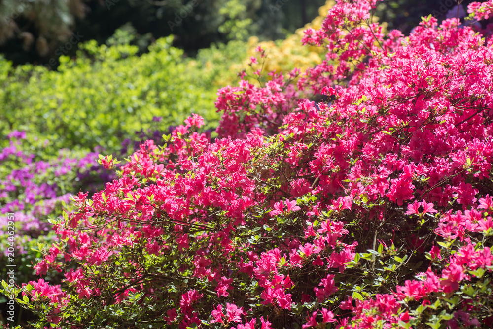 multicolored rhododendrons in park