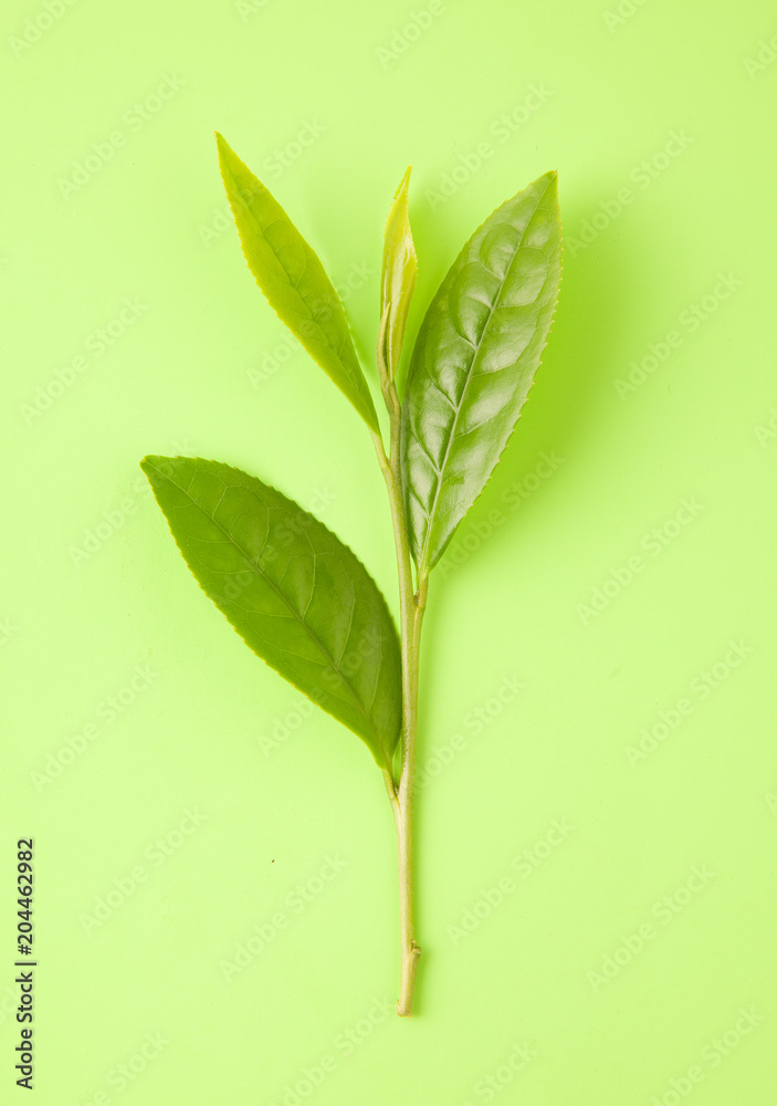 茶葉の新芽 茶葉の新芽