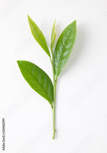  茶葉の新芽