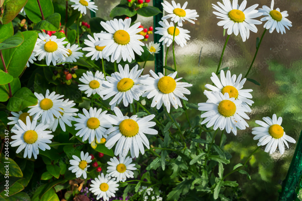 Ox-eye daisy flowers bloom in the garden in Poland on September. Ox-eye daisy flowers bloom in the garden in Poland on September.