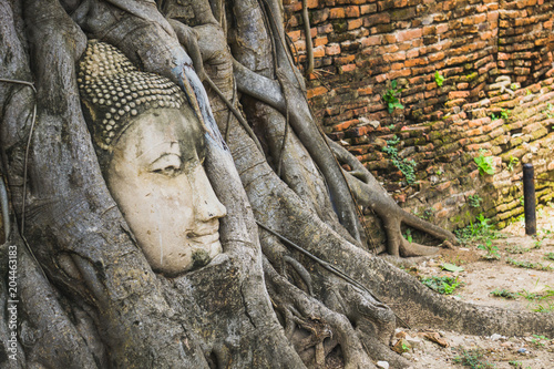 The root around the head of buddha at wat mahathat temple,AYUTTHAYA THAILAND.