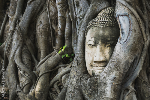The root around the head of buddha at wat mahathat temple,AYUTTHAYA THAILAND.
