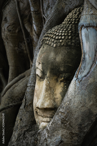 The root around the head of buddha at wat mahathat temple,AYUTTHAYA THAILAND.