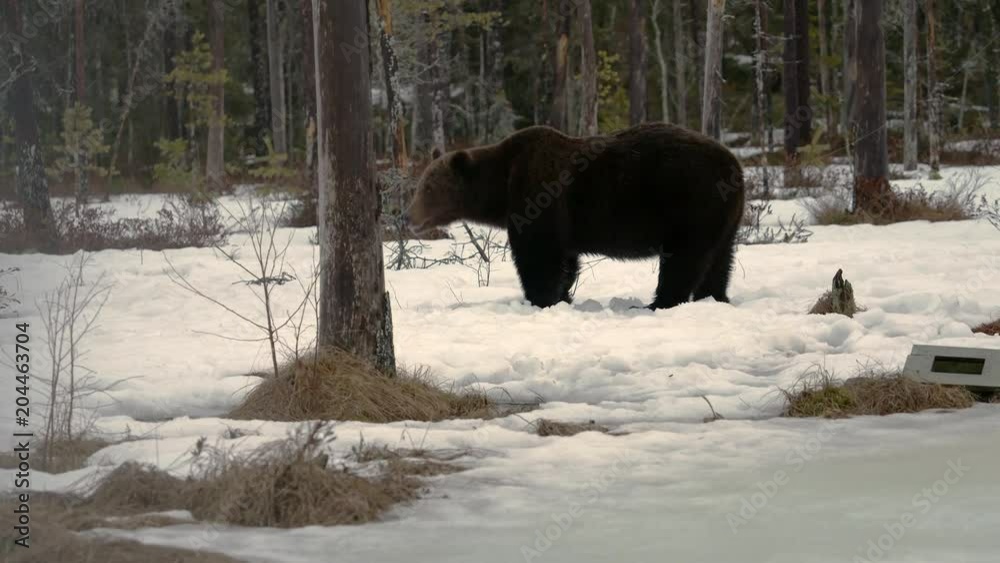 Female brown bear (Ursus arctos) foraging for food in the snow. Finland. Female brown bear (Ursus arctos) foraging for food in the snow. Finland.