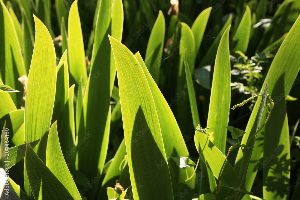 Obraz premium Plante herbeuse