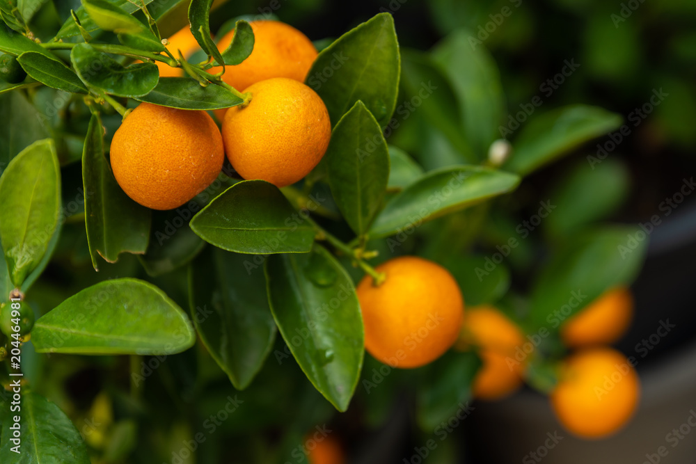 The close up photo of Kumquats orange or Citrus japonica foliage and fruits